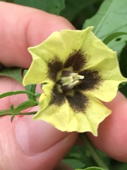 Physalis longifolia subglabrata