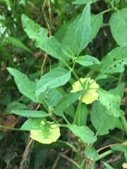 Physalis longifolia subglabrata