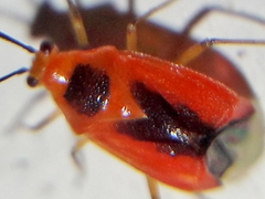 Ambracius dufouri