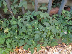 Aegopodium podagraria