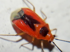 Ambracius dufouri