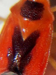 Ambracius dufouri