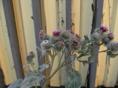 Arctium tomentosum
