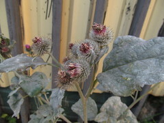 Arctium tomentosum