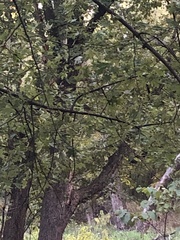 Pipilo erythrophthalmus