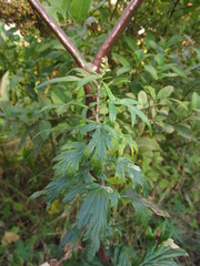 Artemisia vulgaris