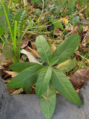 Cirsium arvense