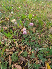 Trifolium pratense