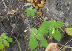 Impatiens parviflora