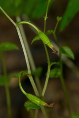 Triphora trianthophoros