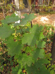 Acer platanoides