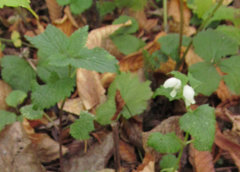 Lamium album