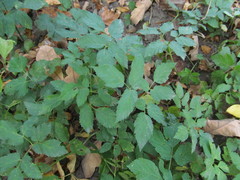 Aegopodium podagraria