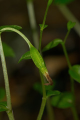 Triphora trianthophoros