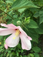 Hibiscus moscheutos