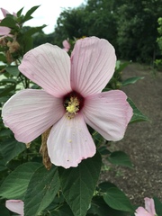 Hibiscus moscheutos
