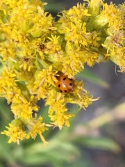 Hippodamia variegata