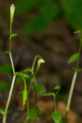 Triphora trianthophoros