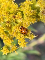 Hippodamia variegata