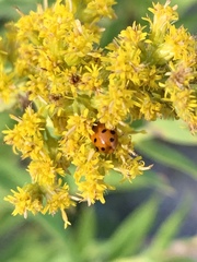 Hippodamia variegata
