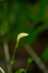 Triphora trianthophoros