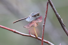 Sympetrum danae