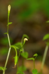 Triphora trianthophoros