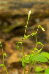 Triphora trianthophoros