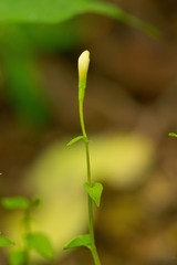 Triphora trianthophoros