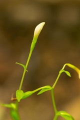 Triphora trianthophoros