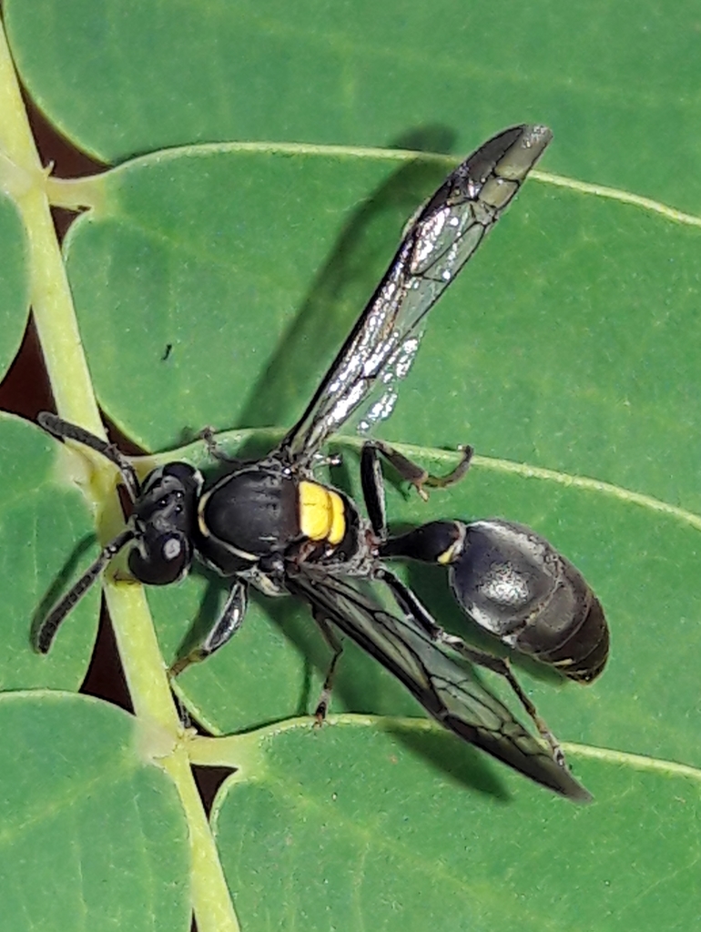 Polybia paulista