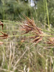 Rhynchospora macrostachya