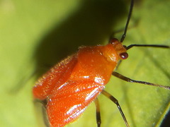 Ambracius dufouri