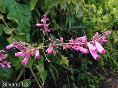 Fridericia chica