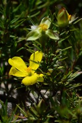 Hibbertia fasciculata