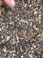 Chlorochroa