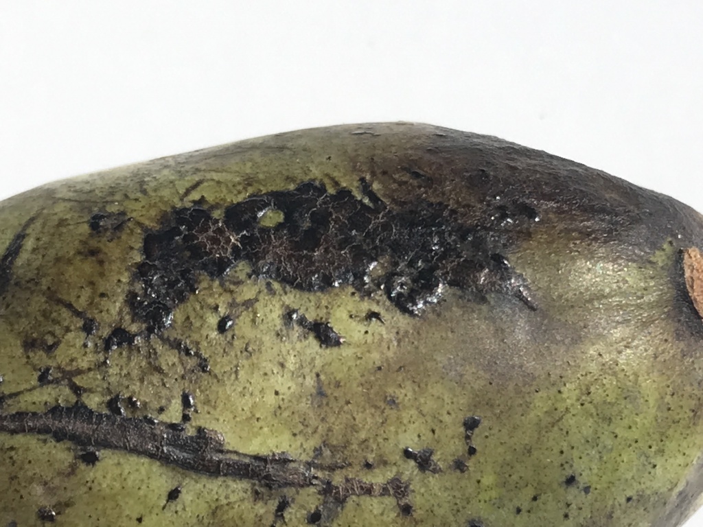 Micropeltidales