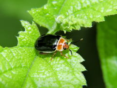 Kuschelina tenuilineata