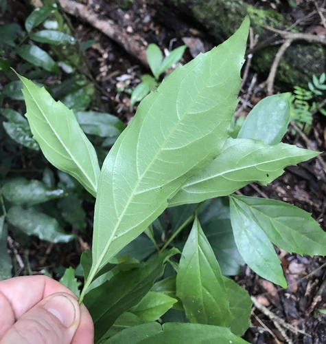 Citharexylum spinosum