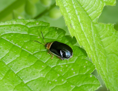 Kuschelina tenuilineata