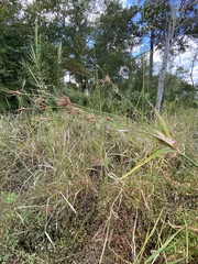 Rhynchospora macrostachya