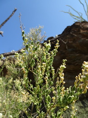 Mortonia scabrella