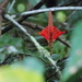 Aphelandra harleyi - Photo (c) Iasmin Macêdo, some rights reserved (CC BY-NC), uploaded by Iasmin Macêdo