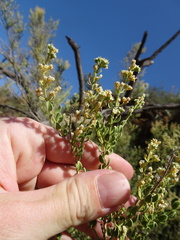 Mortonia scabrella