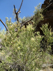 Mortonia scabrella