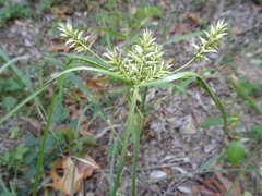 Cyperus pallidicolor