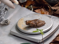 Trachycephalus mesophaeus