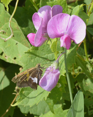 Epargyreus clarus