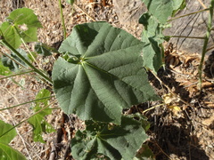 Abutilon mollicomum