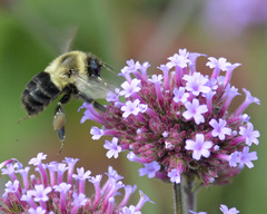 Bombus impatiens